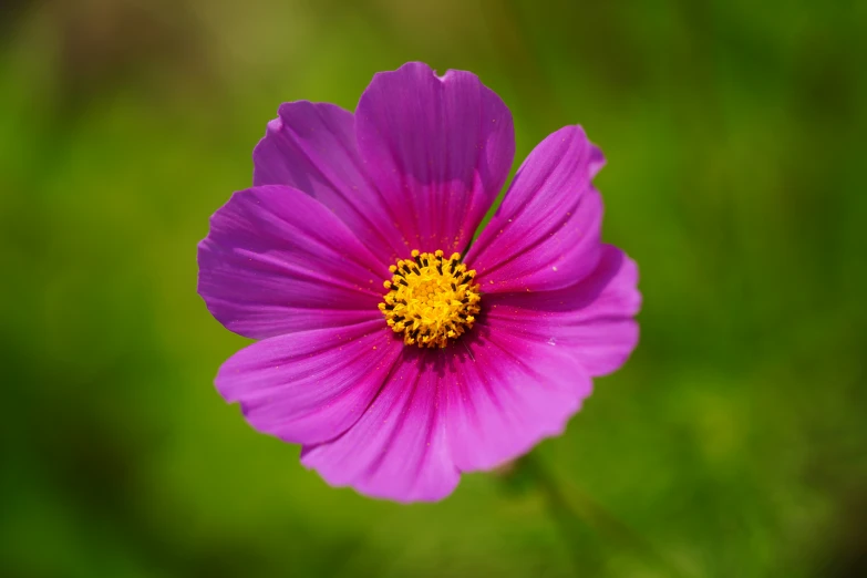 this is a purple flower with yellow in the center