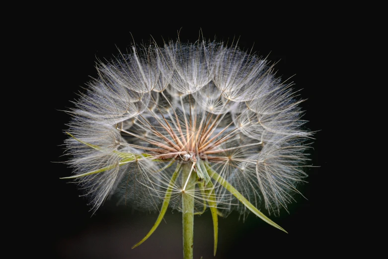 a close up of a dandelion in the dark