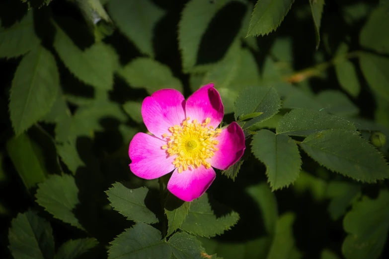 a pink flower is blooming in the sun