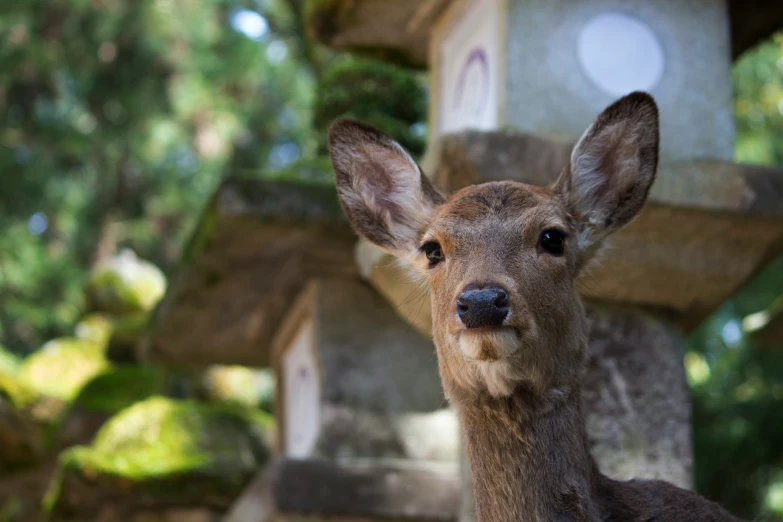 a closeup s of the face of a young deer