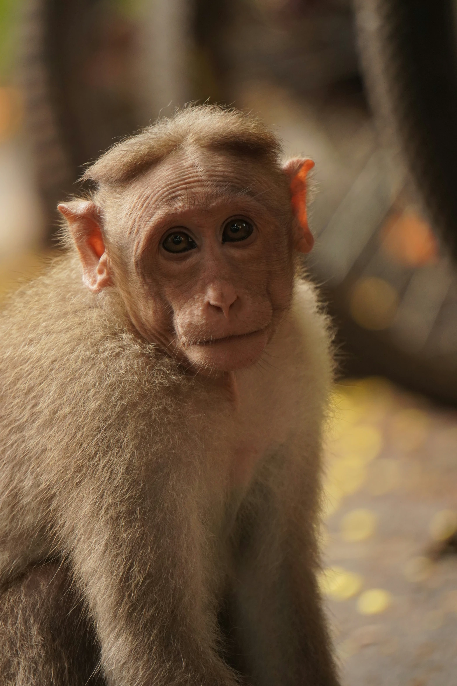 a monkey with short hair standing on a floor