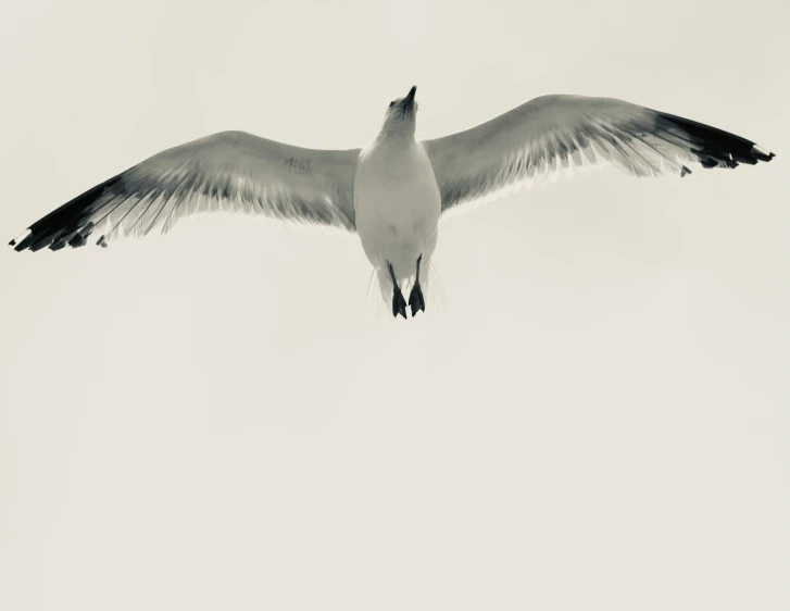a large bird flying through the air in black and white