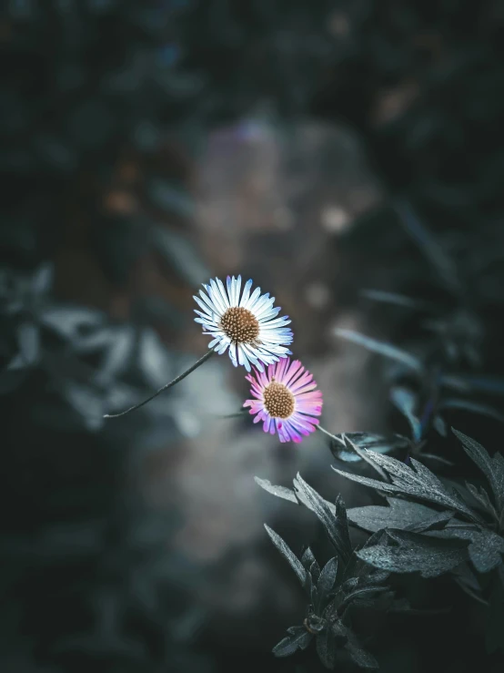 flowers in the center of a blurry background