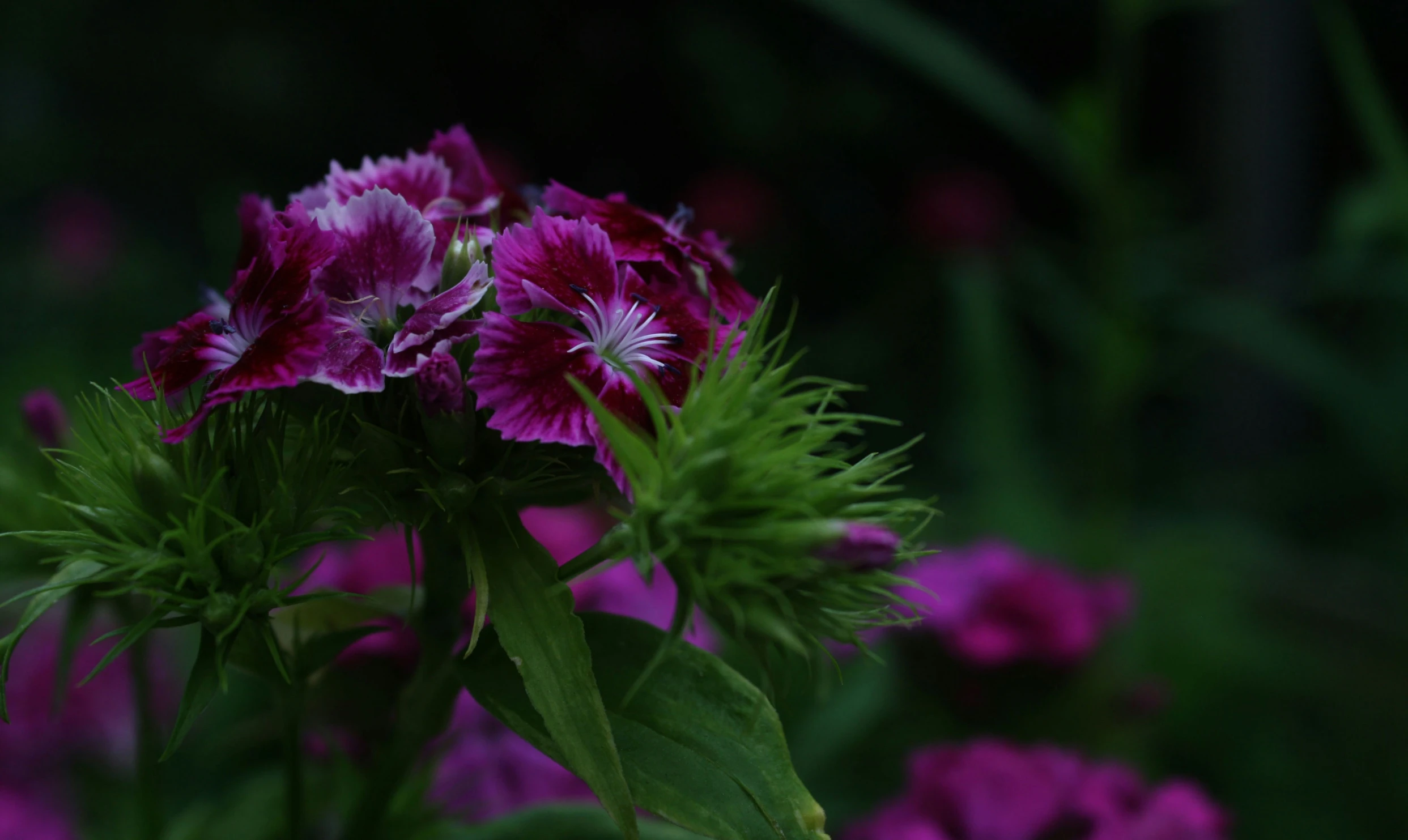 a plant with pink flowers sitting in the middle of it