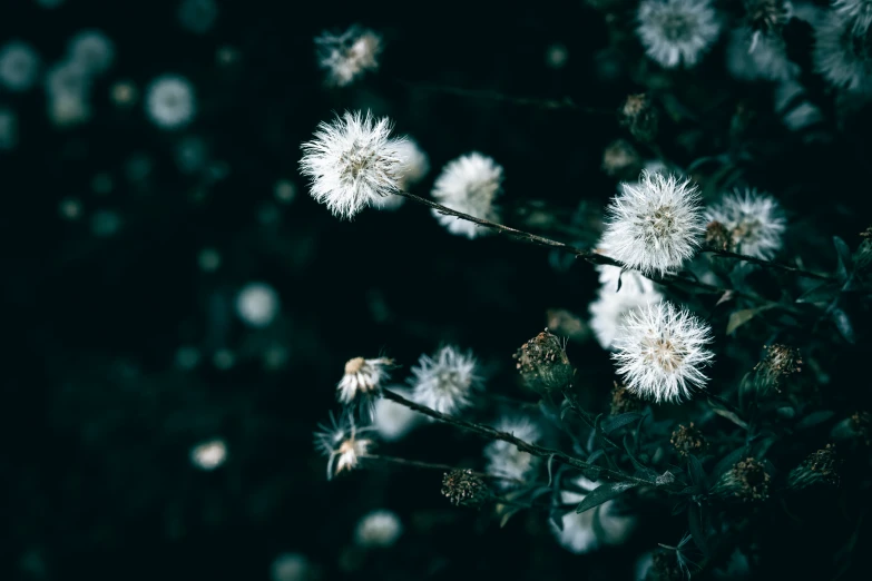 a close up picture of some white flowers