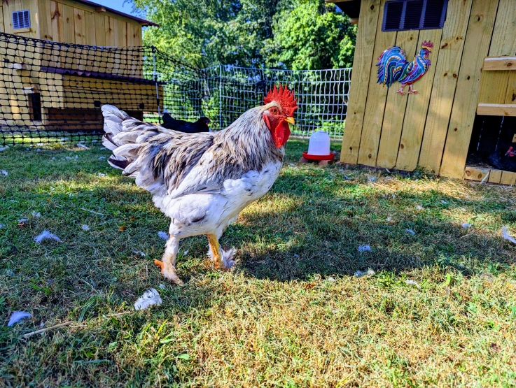 a red and white rooster standing in a yard