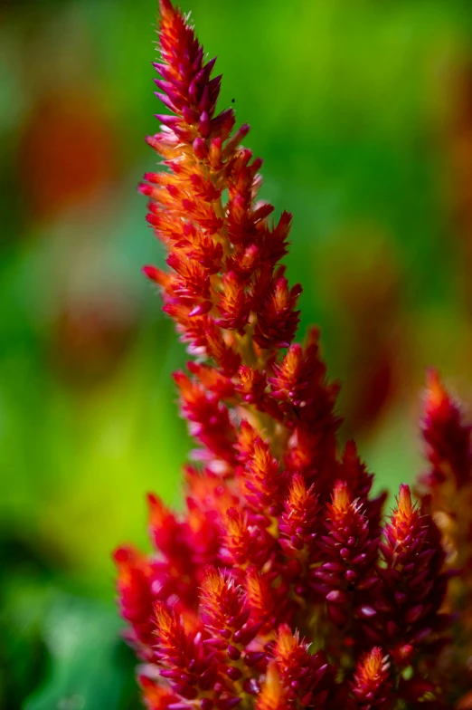 red and orange flower with blurry background