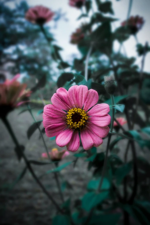 several pink flowers with green leaves around them