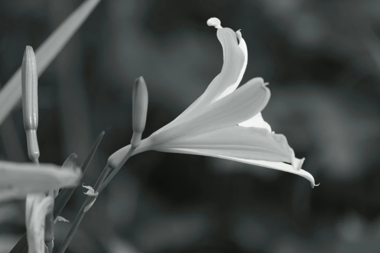 close up s of a flower with the stamen opened