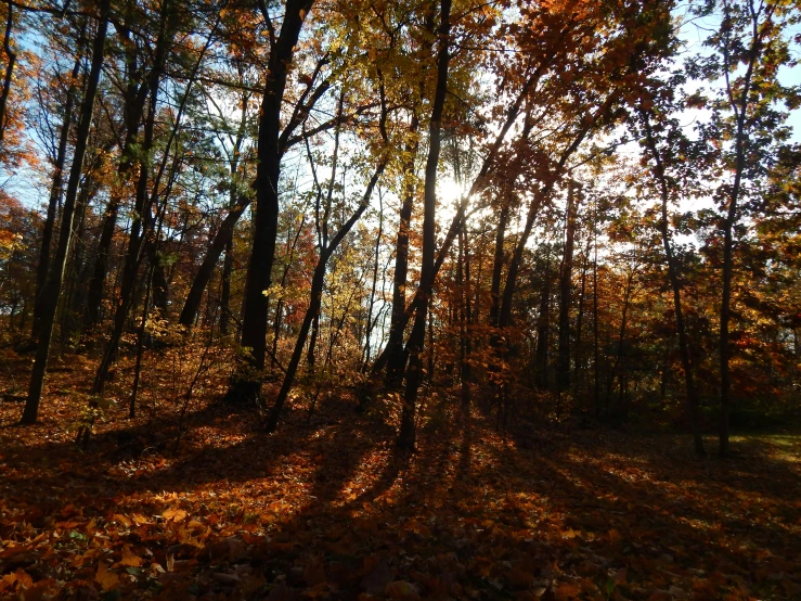 the sun shines through some trees in the woods