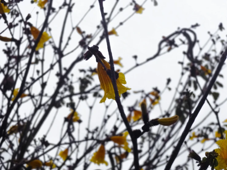 a close up of a tree with yellow flowers