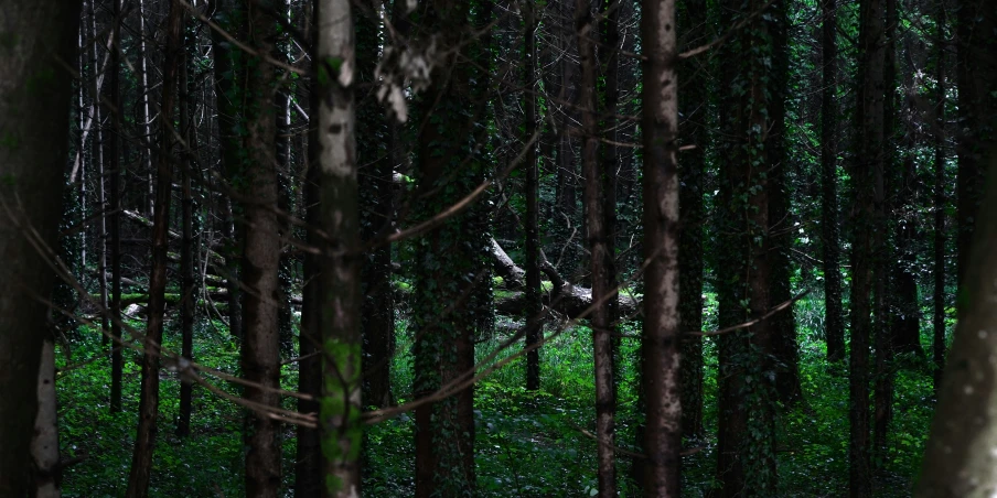 two bears are seen amongst the trees in the forest