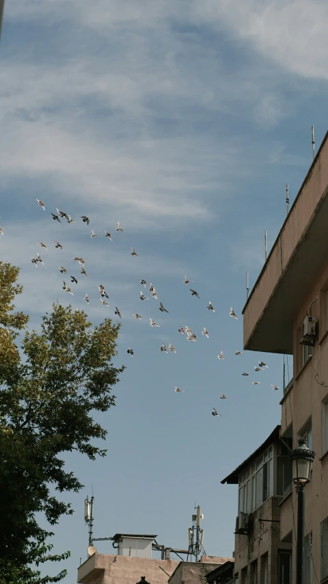 there are lots of birds flying in the air