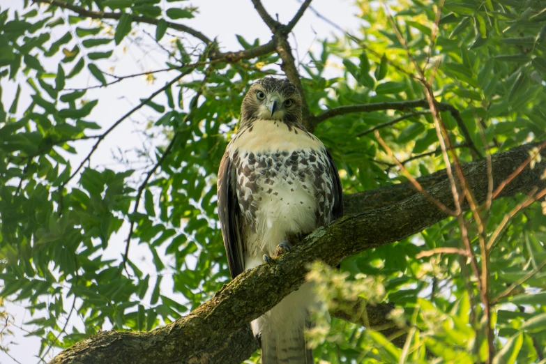 a bird sitting on a tree nch with green leaves