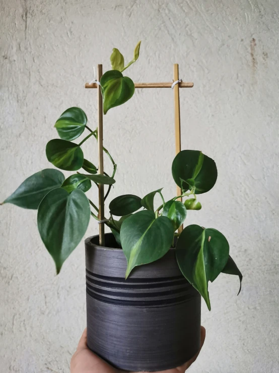 a plant with a small wooden trellis attached to it