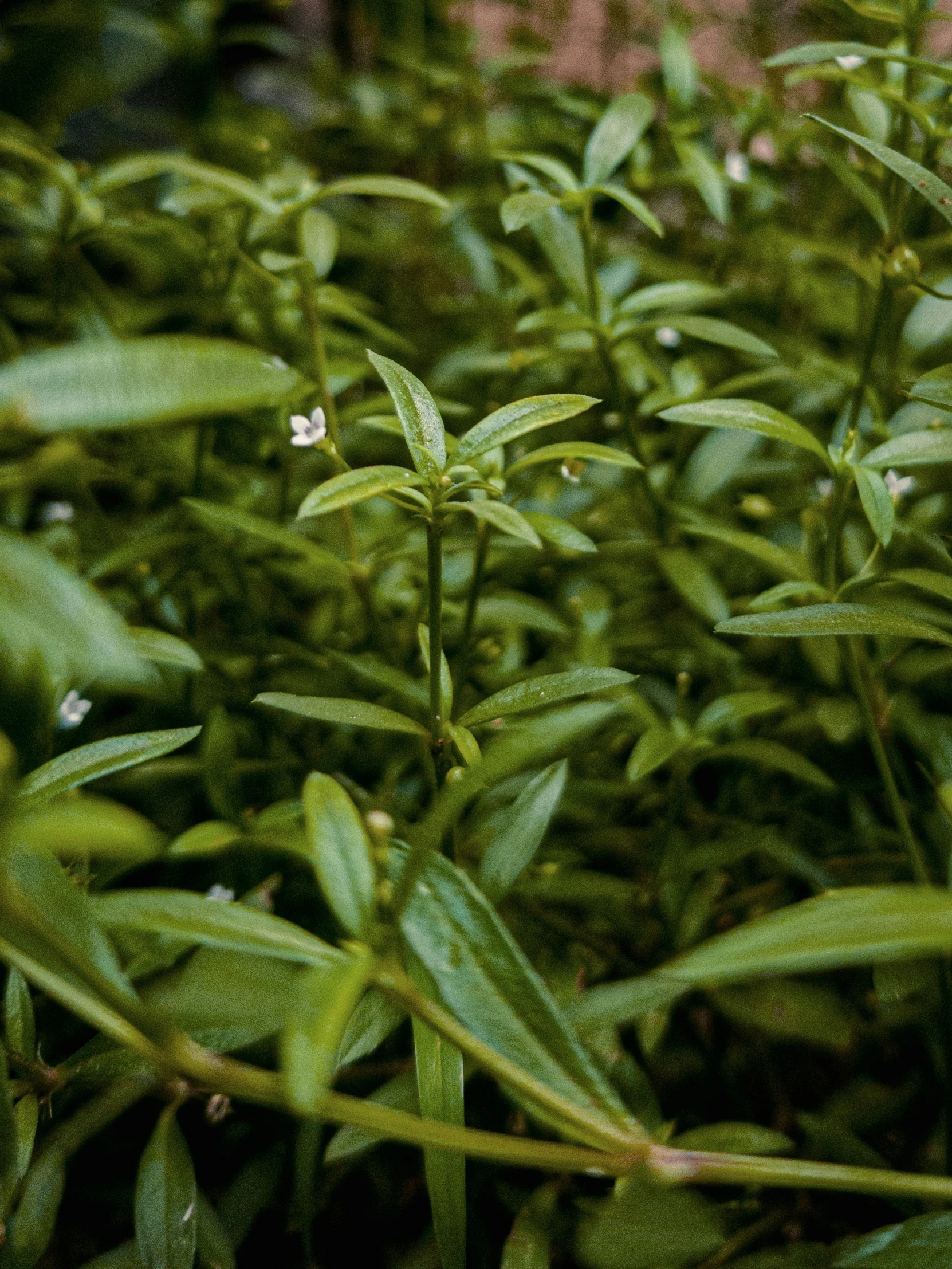 a blurry po of some very green plant