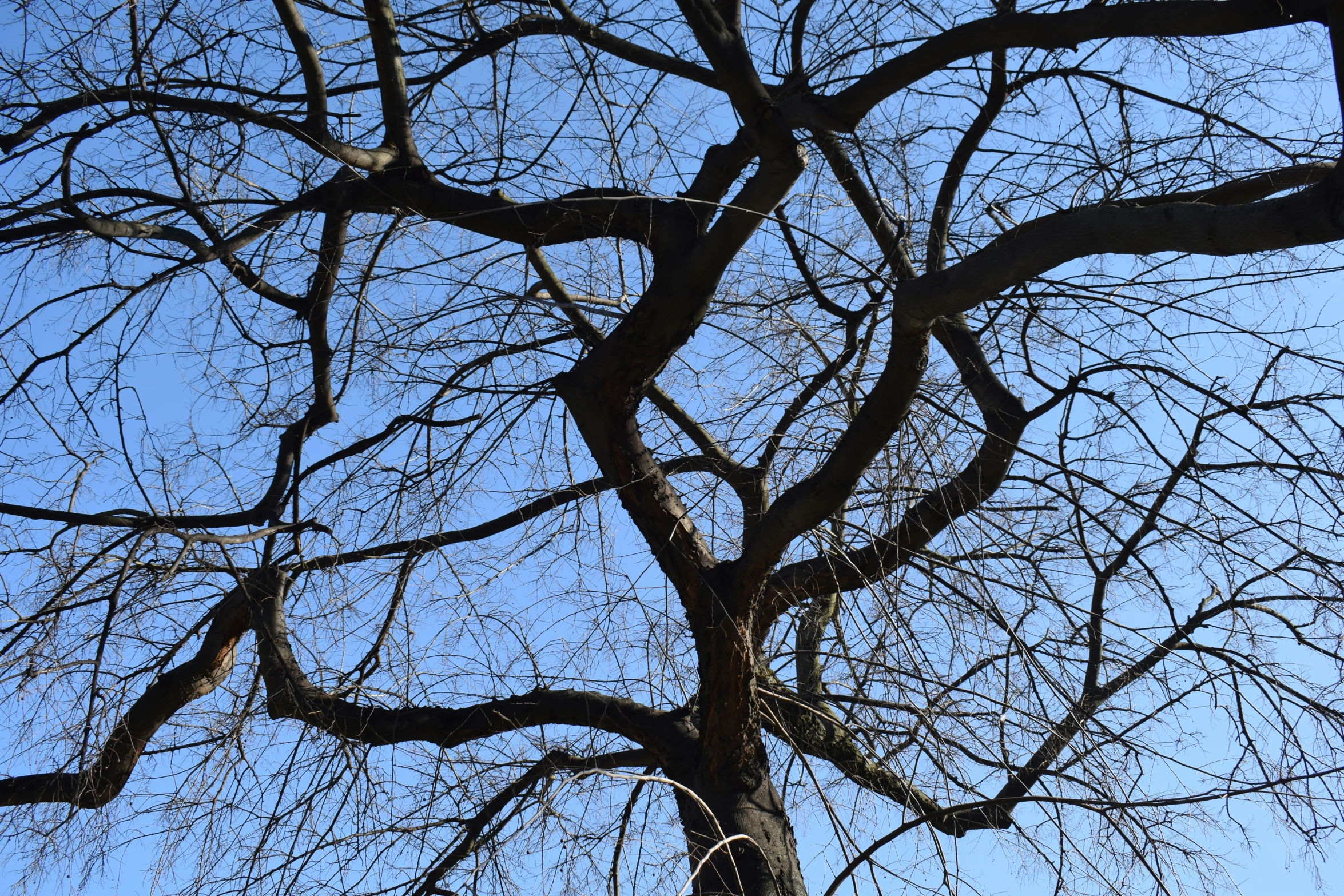 a large leafless tree with no leaves