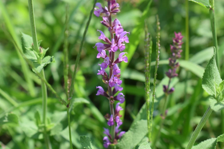 the purple flowers are growing in the field