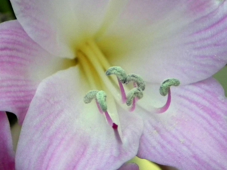 the center of a pink flower in an indoor garden