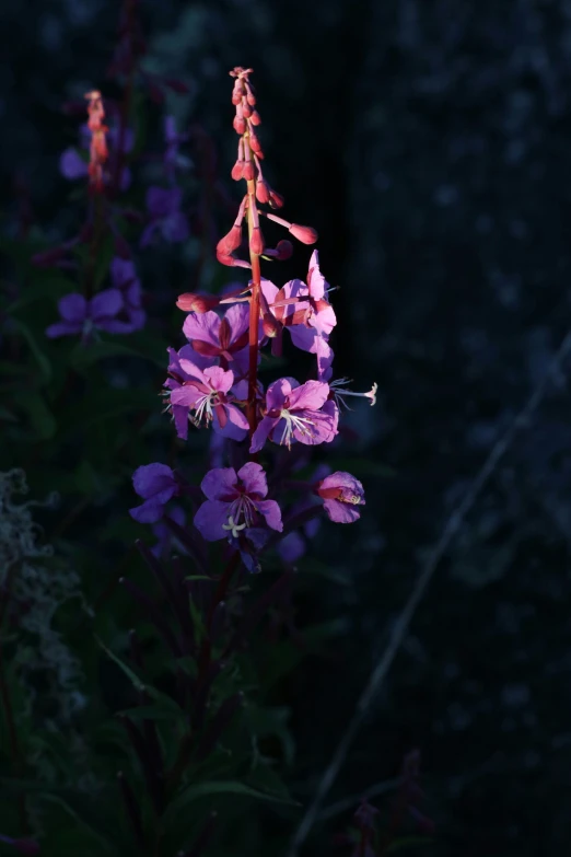 a group of purple flowers blooming near dark woods