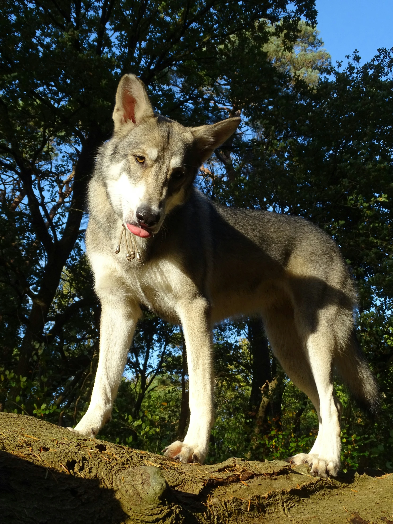 a gray and white dog standing on top of a tree trunk