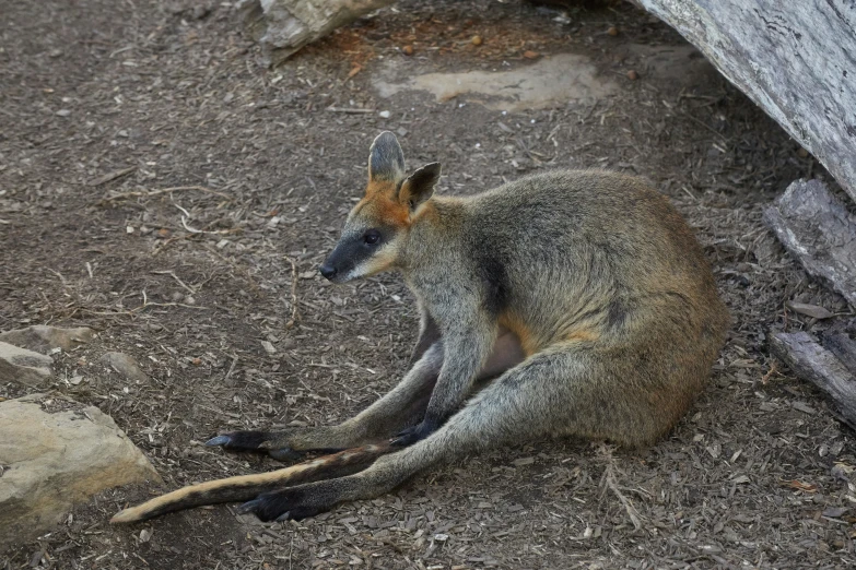 a small animal laying under a tree on the ground