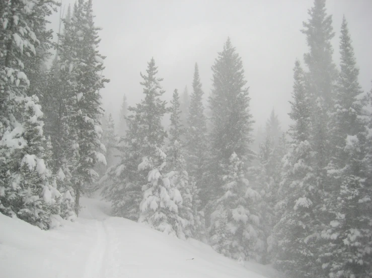 there is snow on the ground in the middle of some trees