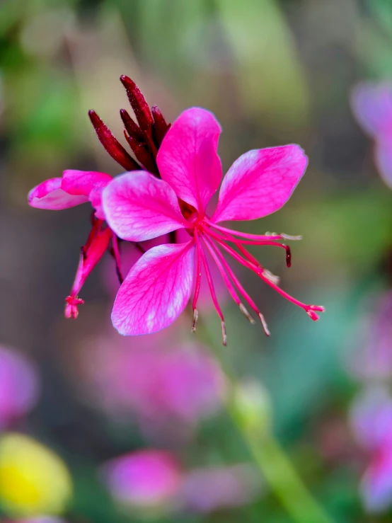 a pink flower with bright green leaves in the background