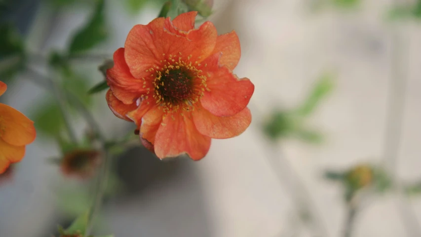 the orange flowers have green leaves and tiny ones