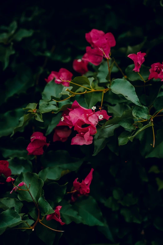 pink flowers blooming on a tree nch in the dark