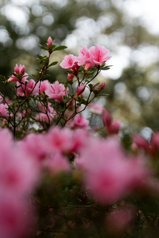 close up po of small pink flowers