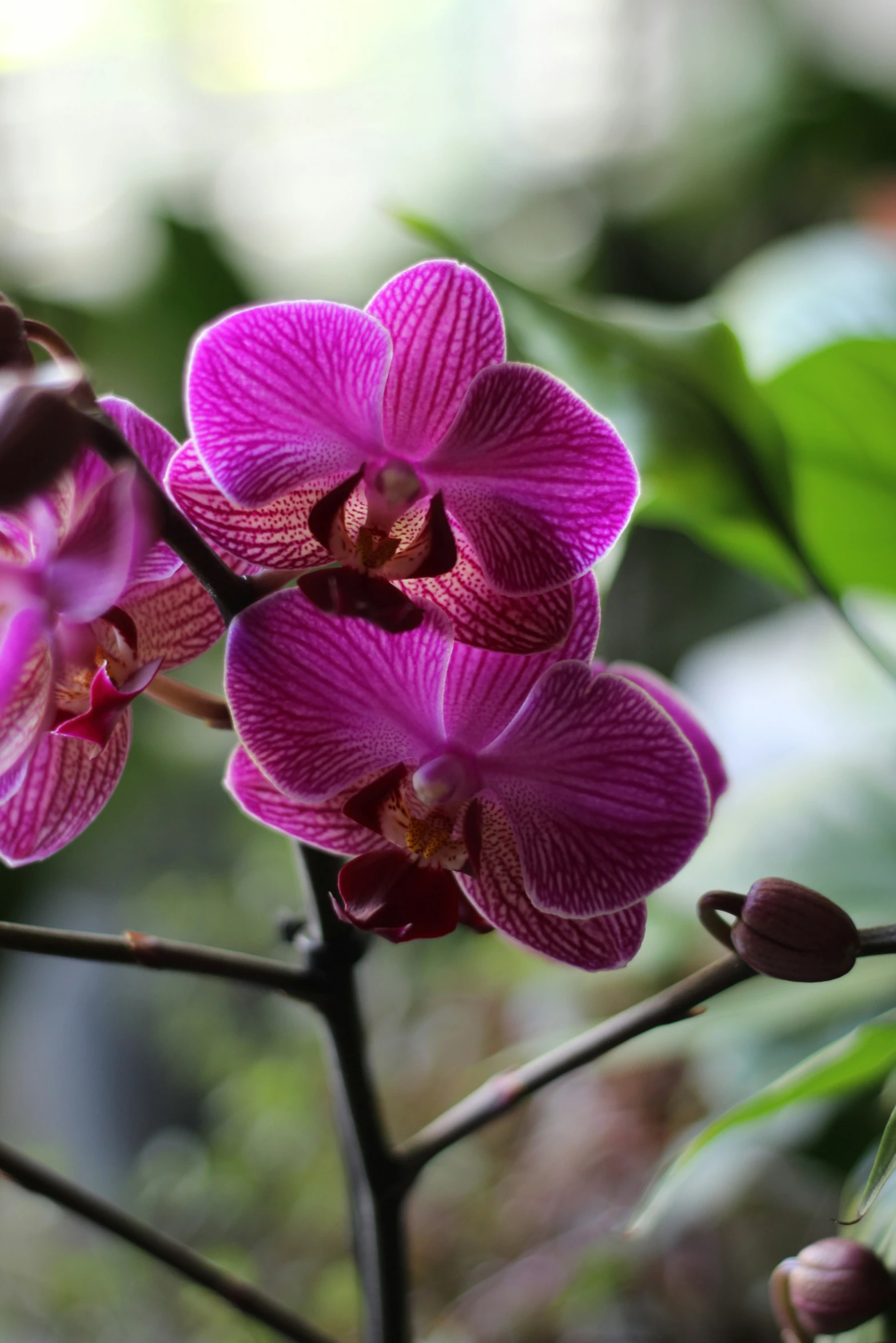 some purple flowers with some green leaves