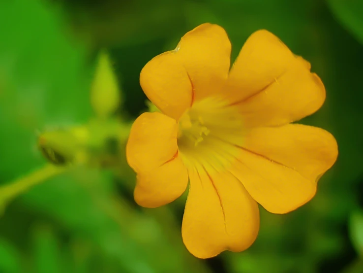 closeup of a small yellow flower with green leaves in the background