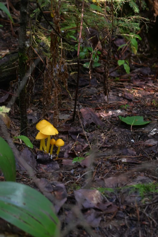 mushrooms are growing in the dark woods