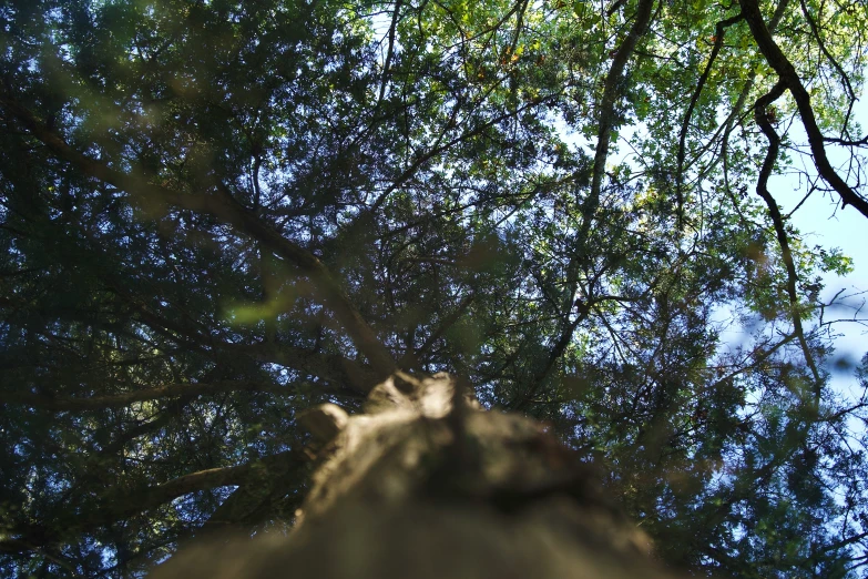 the nches of a tree against the sky