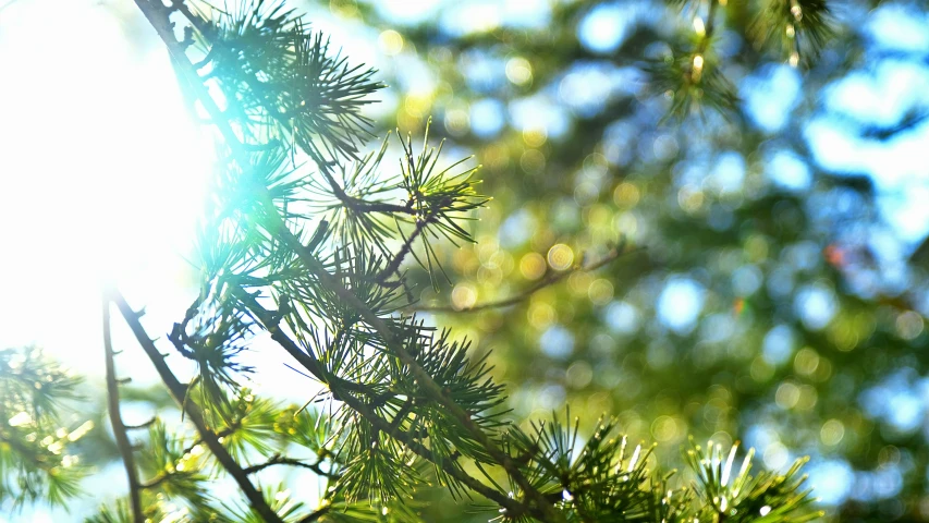 a pine tree has sunlight shining through the nches