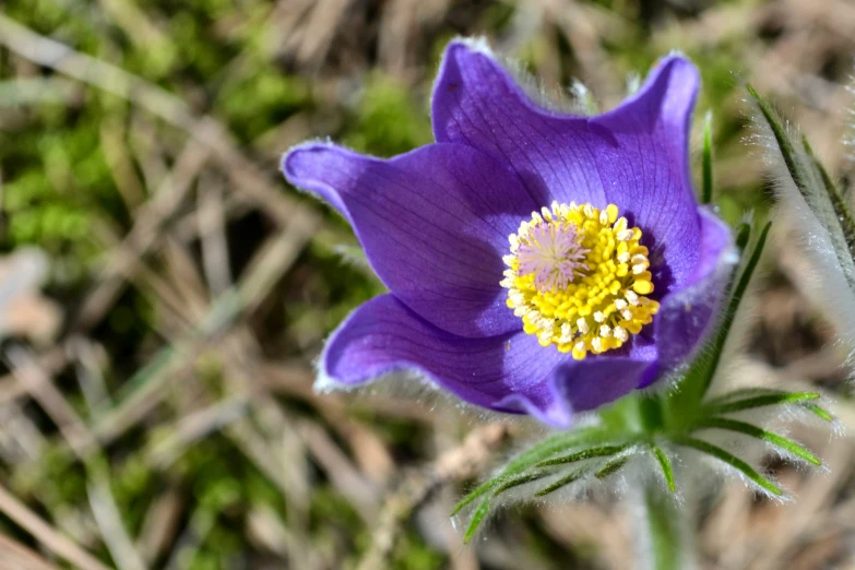 purple flower with yellow stamen on top of grass and brown dirt