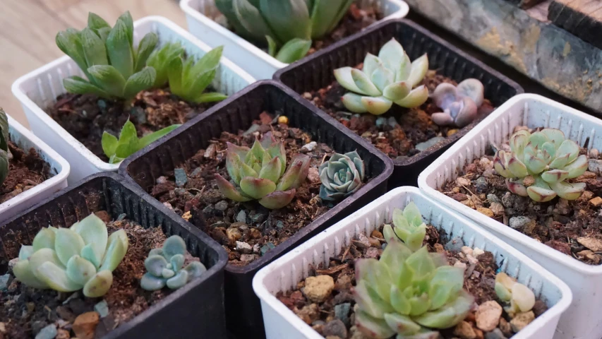 several plastic containers hold plants in the garden