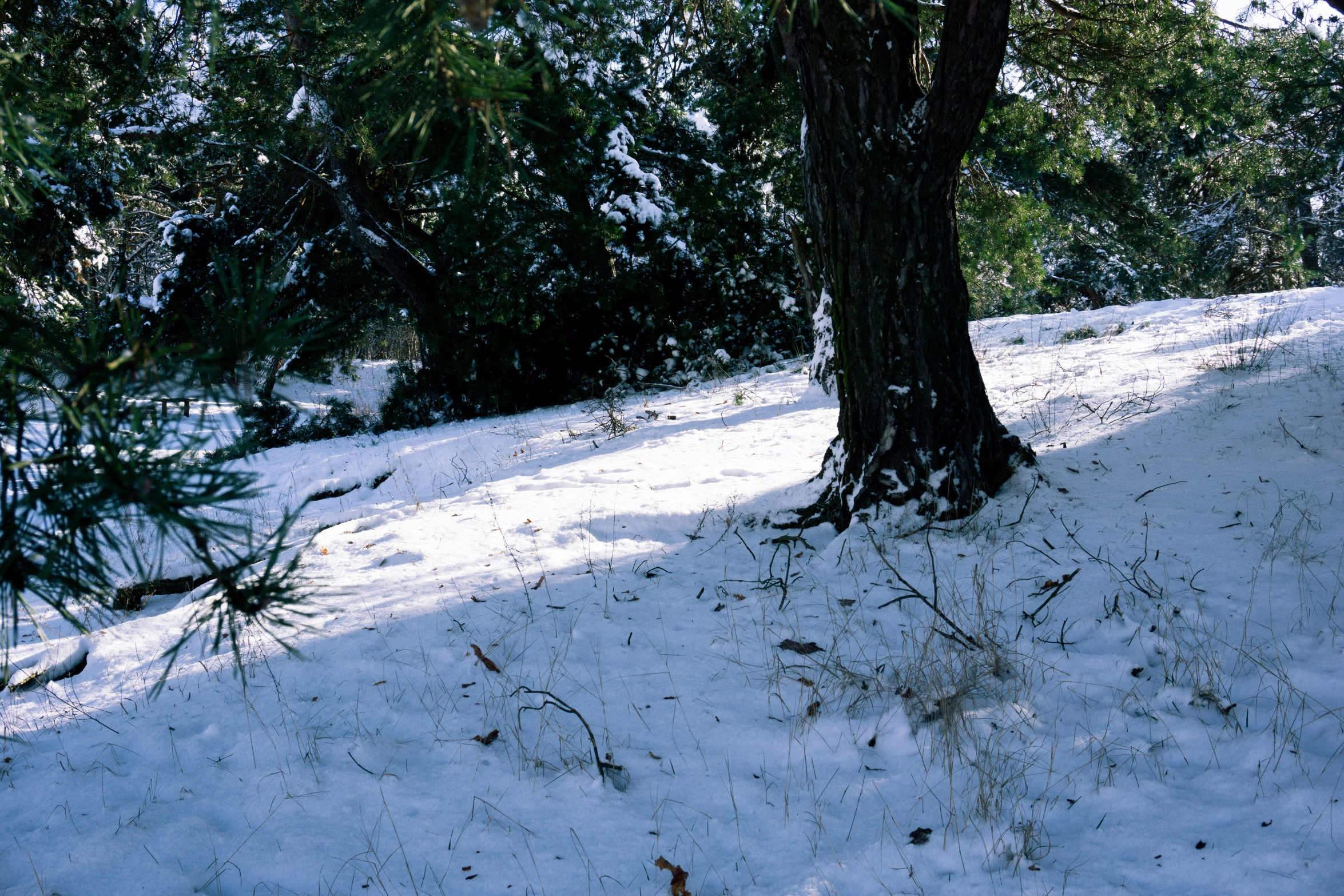 a snow covered hillside near a tree line