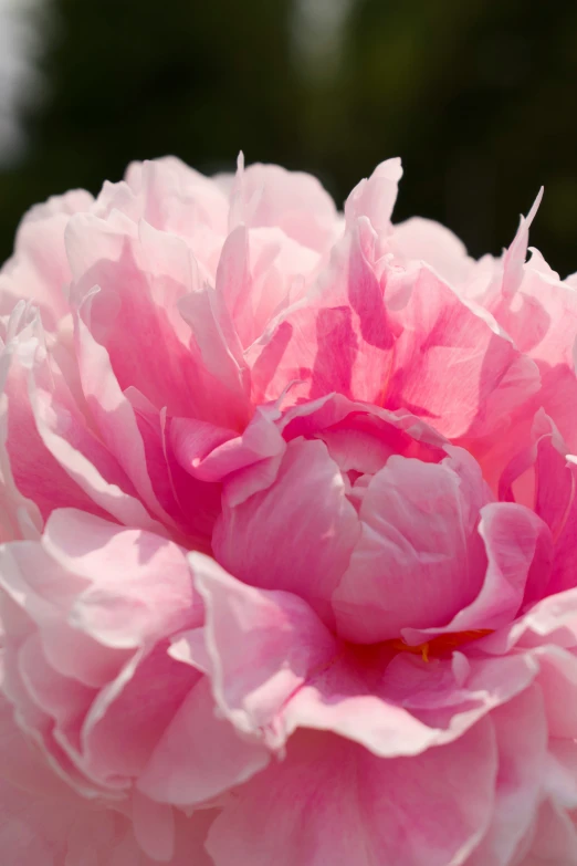 large pink flower that is open to the camera