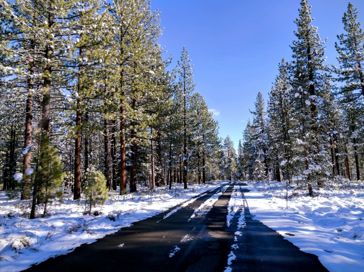 snowy road in forest lined by tall pine trees