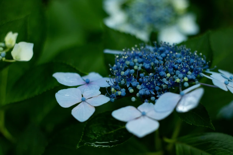 a blue flower sitting on top of a leafy green field