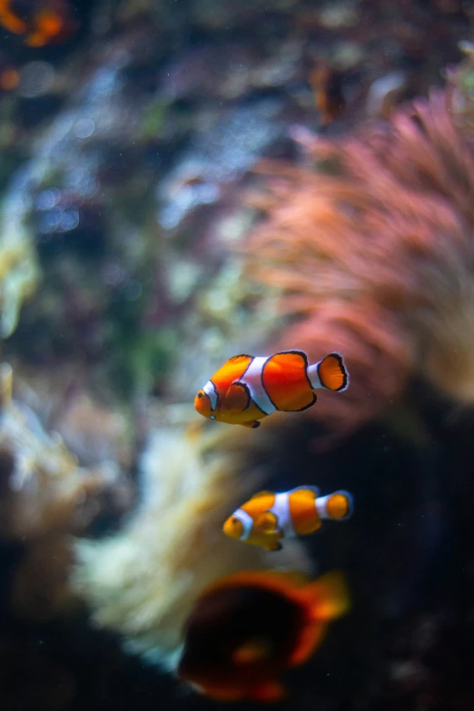 orange and white clownfish in an aquarium