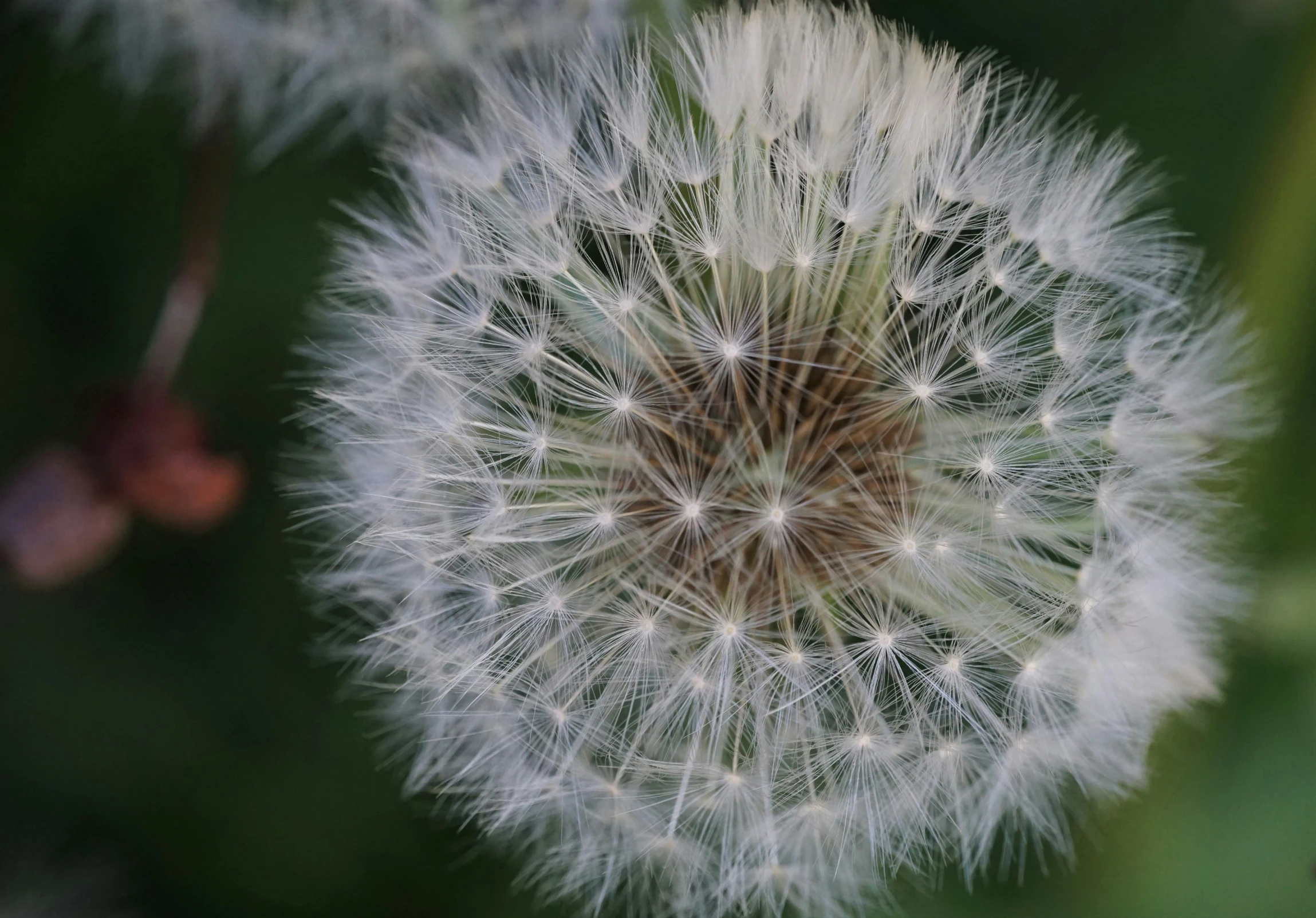 a closeup of a dandelion flower with green blurry background