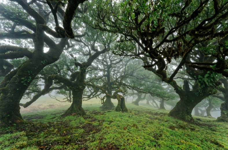 a field with many trees near each other