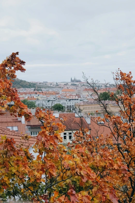 red autumn leaves against buildings with a city in the background