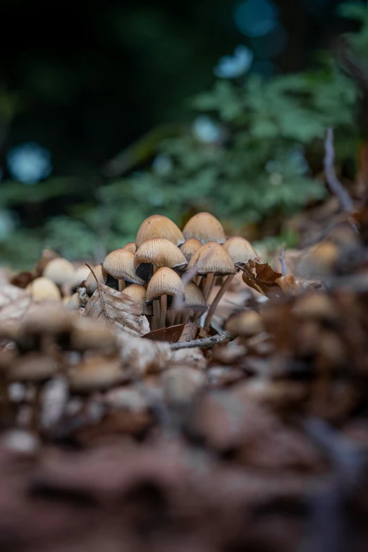 a bunch of small mushrooms sitting in the grass