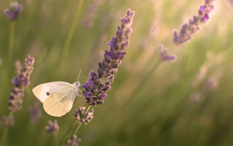 a small white erfly rests on lavender