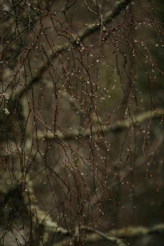 some brown leaves and buds on nches