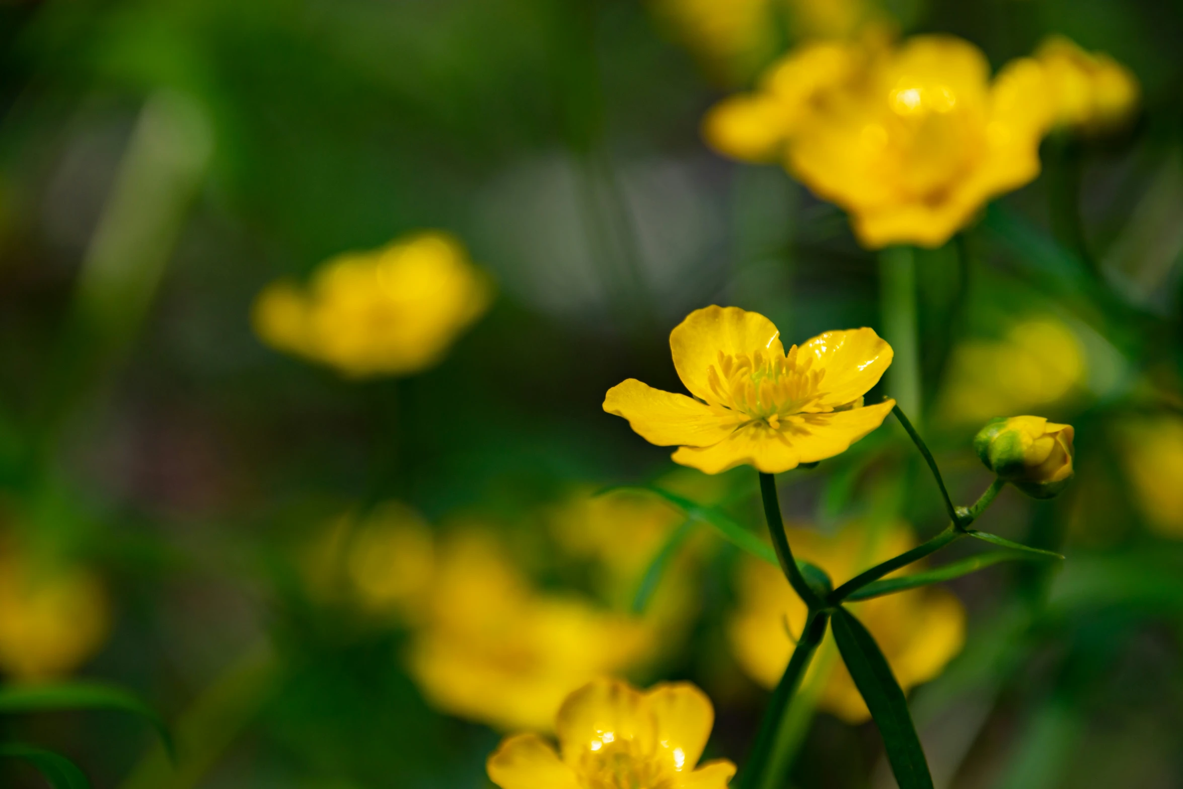 small yellow flowers stand together in the grass